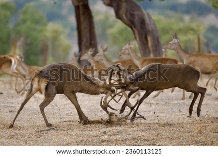 deer fighting at mating time