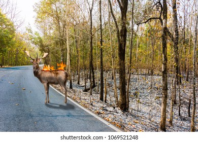 deer with fire burn on it back stand in burnt debris forest