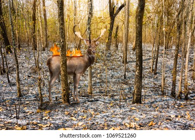 deer with fire burn on it back stand in burnt debris forest
