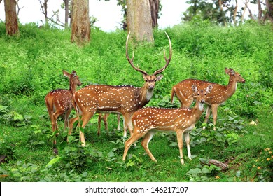 Deer flock in natural habitat - Shutterstock ID 146217107