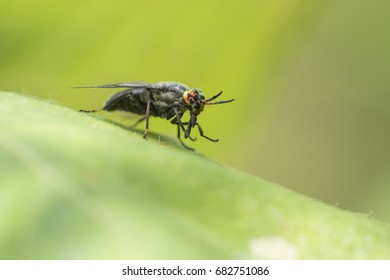 Deer Fly (Chrysops Excitans)