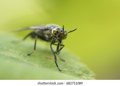 Deer Fly (Chrysops Excitans)