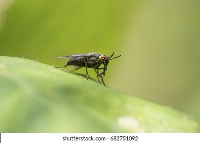 Deer Fly (Chrysops Excitans)