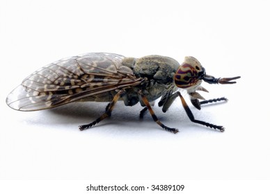 Deer Fly Chrysops On A White Background