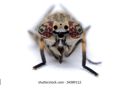 Deer Fly Chrysops On A White Background