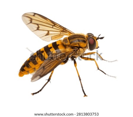 Deer Fly Perched Side Pose Yellow Black Patter Isolated On White Background