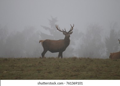deer in the fog