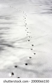 Deer Footprints Lead Off Into The Distance Exploring The Winter Landscape.