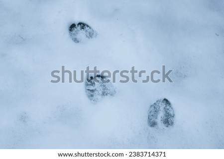 deer footprints from a red deer in the fresh snow