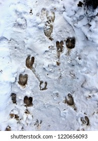 Deer Footprints In Snow