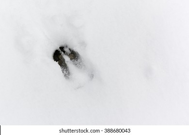 deer footprints in the snow