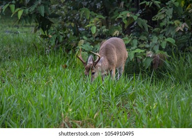 Deer In A forest