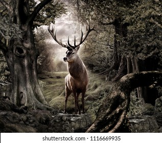 deer in forest