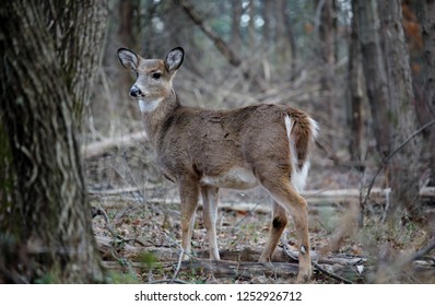 Deer in Forest