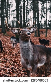 Deer in the forest