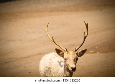 Deer in the forest