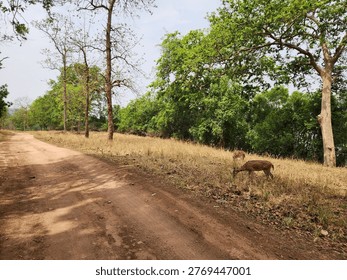 The Deer in the forest