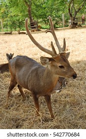 Deer in the forest.