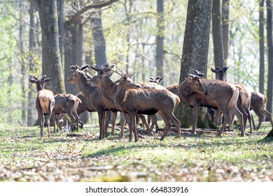 deer in forest
