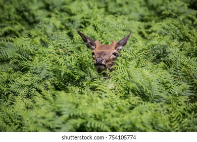 Deer in the forest