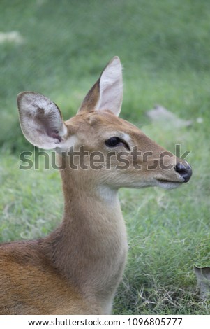 Similar – Image, Stock Photo fawn Nature Grass Meadow