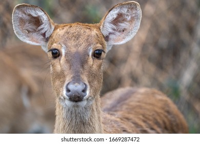 Deer In Forest With Big Eyes