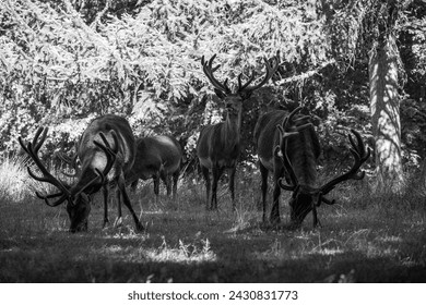 deer in the forest in black and white 
