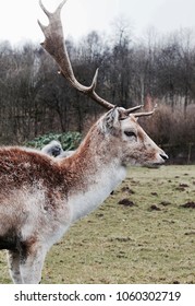 Deer In The Forest Of Bowland, UK