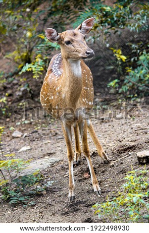 Deer in forest , indian deer , close up with deer