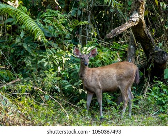 Deer in a forest looking at camera