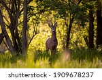 a deer in the forest looking at the camera in spring season. wild creature capreolus capreolus.