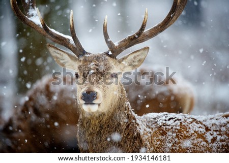 Deer in the forest in winter.
