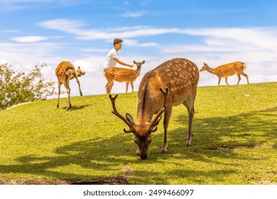 The deer are freely roaming around in Nara park, Japan - Powered by Shutterstock