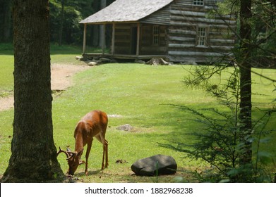 Deer In Front Of Cabin In Cades Cove, 