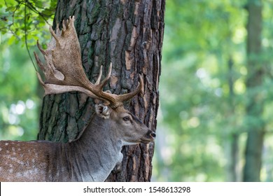 A deer in front of a tree