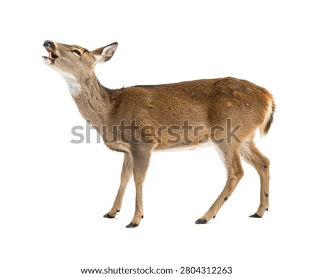 Deer Full Body Elegant Pose Closed Mouth Isolate Isolated On White Background
