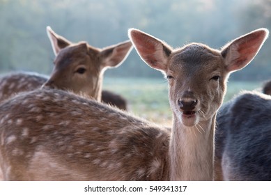deer with funny face looking at camera