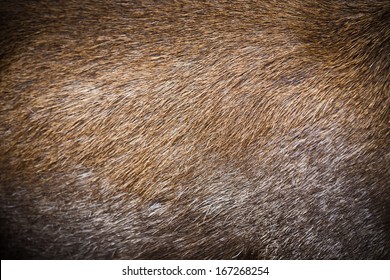 Deer Fur