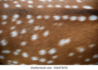 The Deer Fur