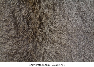 Deer Fur Gray Background. Skin