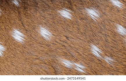 Deer fur texture for background
