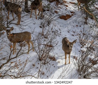 Deer at the garden of the gods - Shutterstock ID 1342492247
