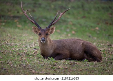 Deer Gazelle Resting On Grass