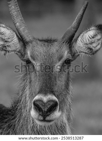 Similar – Image, Stock Photo behind bars Nature Animal