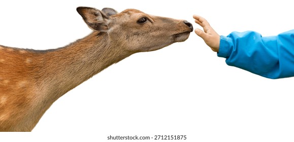 A deer gently approaches a human hand reaching out. The scene is clear with the animal and hand prominently displayed on a white background. This offers a straightforward view of the moment.