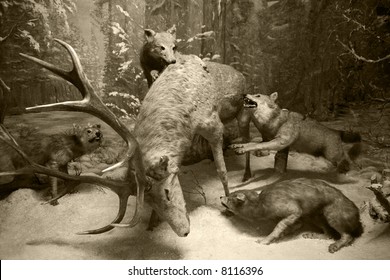 a deer getting attacked by wolves - wildlife