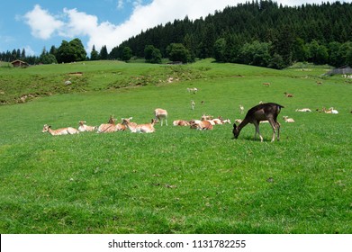Deer in the grass