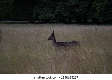 Deer in the Grass
