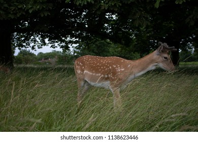 Deer in the Grass