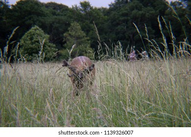 Deer in the Grass